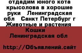 отдадим юного кота крысолова в хорошие руки - Ленинградская обл., Санкт-Петербург г. Животные и растения » Кошки   . Ленинградская обл.